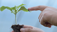 一粒种子的“绿纪行”